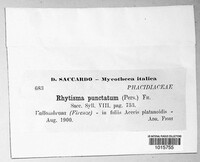 Rhytisma punctatum image